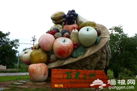 鹅和鸭农庄：栽果种粮看群鸭戏水