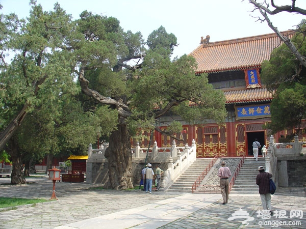 北京故事：孔庙的“除奸柏”