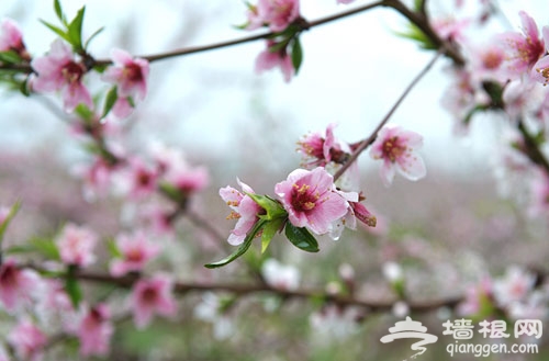 平谷桃花节
