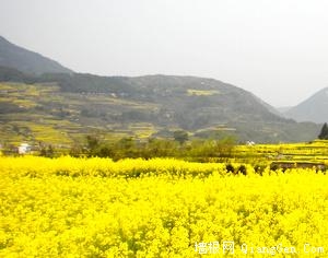 北京春季踏青赏花游攻略