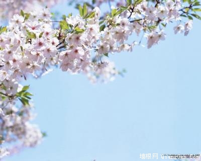 玉渊潭樱花节