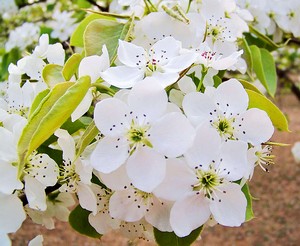 房山琉璃河梨花节