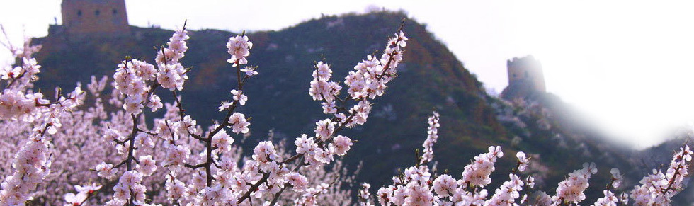 金山岭长城杏花节